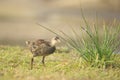 Young common moorhen, Gallinula chloropus Royalty Free Stock Photo