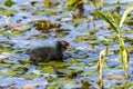 Common Moorhen Nestling Royalty Free Stock Photo