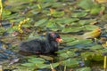 Common Moorhen Nestling Royalty Free Stock Photo