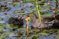 Common Moorhen Nestling Begging for Food Royalty Free Stock Photo