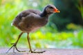 Young common moorhen in side view walking on large feet in front of blurry green leaves in the sun
