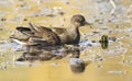 Young Common Moorhen Royalty Free Stock Photo