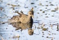 Young Common Moorhen Royalty Free Stock Photo