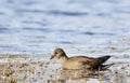 Young Common Moorhen Royalty Free Stock Photo