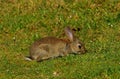 Young Common Rabbit