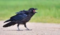 Young Common Raven goes on his way while loudly crying and shouting