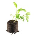 Young common sage Salvia officinalis isolated on white background. Seedling in clod of soil