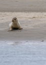 Young common seal basking in the sun on a sandbank in the Wadden Sea Royalty Free Stock Photo