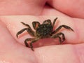 Young Common Shore Crab