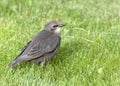 Young common starling Royalty Free Stock Photo