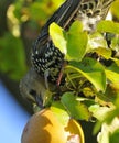 Young common starling Royalty Free Stock Photo