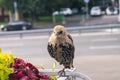 Young common Starling in a big city. Royalty Free Stock Photo