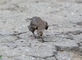 Young common starling feeding on the ground Royalty Free Stock Photo