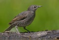 Young Common starling posing on green background near waterpond in first days of life Royalty Free Stock Photo