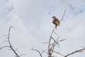 Young common starling rests Royalty Free Stock Photo