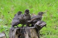Young common starlings
