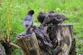 Young common starlings