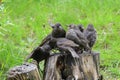 Young common starlings