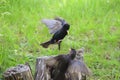 Young common starlings