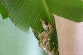 The young common tailorbird shrieked as they saw their parents from the nest. Royalty Free Stock Photo