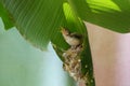 Young common tailorbird shrieked as they saw their parents from the nest . Royalty Free Stock Photo