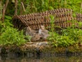 Young common tern in the background of the breeding ground Royalty Free Stock Photo