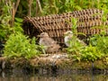 Young common tern in the background of the breeding ground Royalty Free Stock Photo