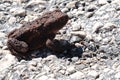 Young Common toad, also called European Toad, latin name Bufo Bufo, sunbathing on gravel aggregate surface during summer season. Royalty Free Stock Photo