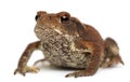 Young Common toad, bufo bufo,