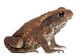 Young Common toad, bufo bufo