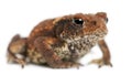 Young Common toad, bufo bufo, in front of white background Royalty Free Stock Photo