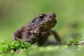 Young Common toad (Bufo bufo) among green moss in the natural ecosystem. Royalty Free Stock Photo
