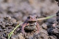 Little curious toad