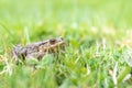 young common toad hides in the green spring grass in the garden near the pond, spring mating of frogs Royalty Free Stock Photo