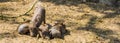 Young common warthogs laying together in the sand, tropical wild boar specie from Africa