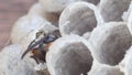 Young common wasp emerging of the cell after wasp larvae turned into adult wasp