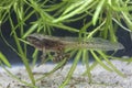 Young common water frog with a tail in a pond Royalty Free Stock Photo