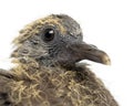 Young Common Wood Pigeon Royalty Free Stock Photo