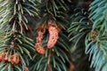 Young cones against the background of green spruce branches, shallow depth of field, selective focus Royalty Free Stock Photo