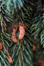 Young cones against the background of green spruce branches, shallow depth of field, selective focus Royalty Free Stock Photo