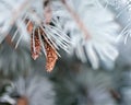 Young cones on a branch blue spruce Royalty Free Stock Photo