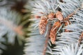 Young cones on a branch blue spruce Royalty Free Stock Photo