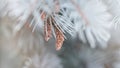 Young cones on a branch blue spruce Royalty Free Stock Photo