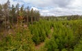 Young cones of an European spruce Royalty Free Stock Photo