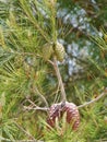 Young cones in a green pine tree Royalty Free Stock Photo