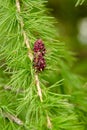 Young cones Larch in spring park
