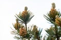 Young cones on a pine branch close-up against the sky Royalty Free Stock Photo
