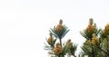 Young cones on a pine branch close-up against the sky Royalty Free Stock Photo