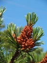 Young cones of a pine ordinary (Pinus sylvestris L. )