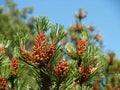 Young cones of a pine ordinary (Pinus sylvestris L. )